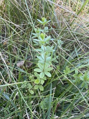 Galium tinctorium