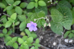 Ruellia occidentalis