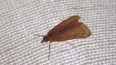 Achyra nudalis