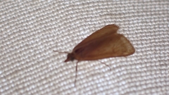 Achyra nudalis