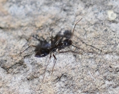Paratrechina longicornis
