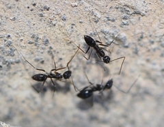 Paratrechina longicornis