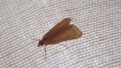 Achyra nudalis