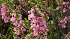 Erica chamissonis