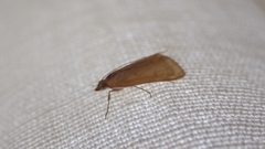 Achyra nudalis