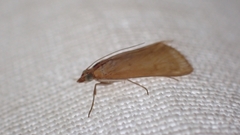 Achyra nudalis
