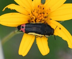 Acmaeodera flavomarginata