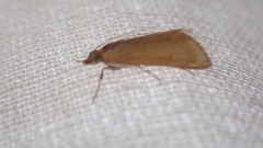 Achyra nudalis