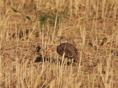 Melanocorypha calandra