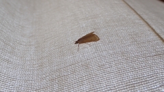 Achyra nudalis
