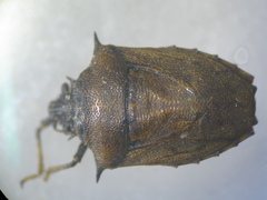 Scotinophara