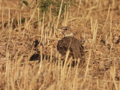 Melanocorypha calandra