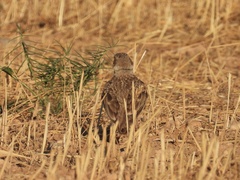 Melanocorypha calandra