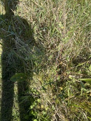 Ambrosia artemisiifolia