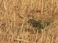 Melanocorypha calandra