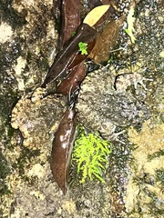 Quasipaa exilispinosa