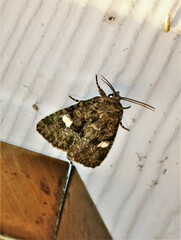 Phosphila miselioides