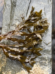 Fucus