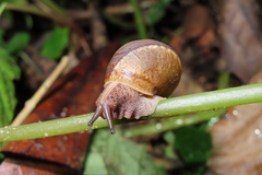 Satsuma sphaeroconus