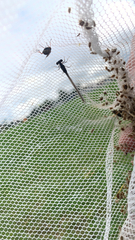 Chromagrion conditum