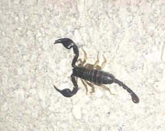 Euscorpius flavicaudis