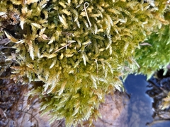 Brachythecium rivulare