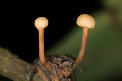 Ophiocordyceps dipterigena