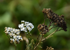 Achillea