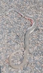 Psammophis brevirostris