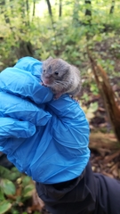 Clethrionomys gapperi