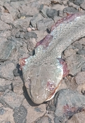 Psammophis brevirostris