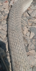 Psammophis brevirostris