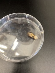 Spodoptera latifascia