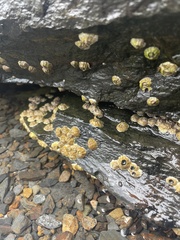 Semibalanus balanoides