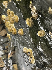 Semibalanus balanoides