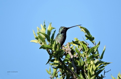 Heliomaster furcifer