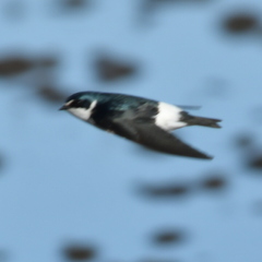 Tachycineta leucorrhoa