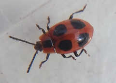 Endomychus coccineus
