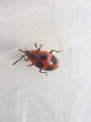 Endomychus coccineus