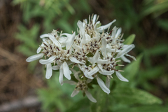 Sericocarpus oregonensis