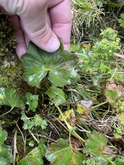 Alchemilla vulgaris