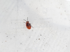 Endomychus coccineus