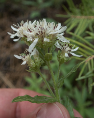 Sericocarpus oregonensis