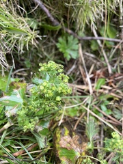 Alchemilla vulgaris