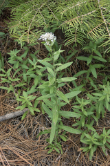 Sericocarpus oregonensis