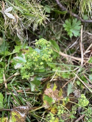 Alchemilla vulgaris