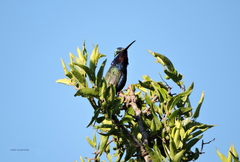 Heliomaster furcifer