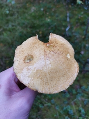 Suillus variegatus
