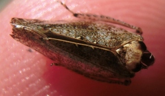 Paraphlepsius tennessus