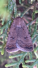 Caradrina